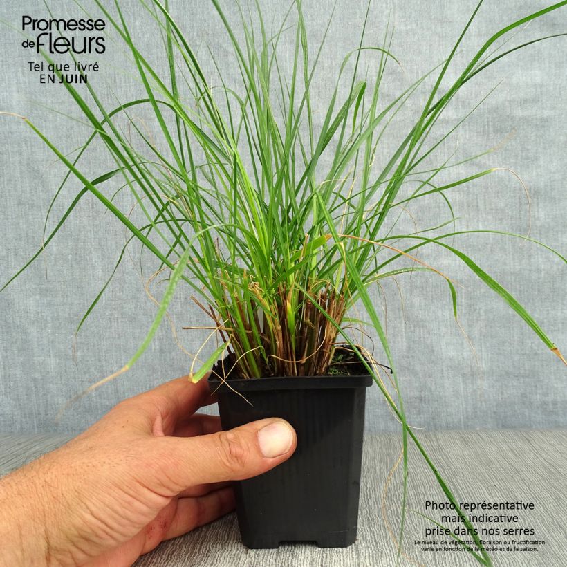 Pennisetum alopecuroides Gelbstiel - Chinese Fountain Grass 8/9 cm pot sample as delivered in summer