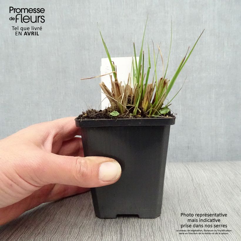 Pennisetum alopecuroides Gelbstiel - Chinese Fountain Grass sample as delivered in spring