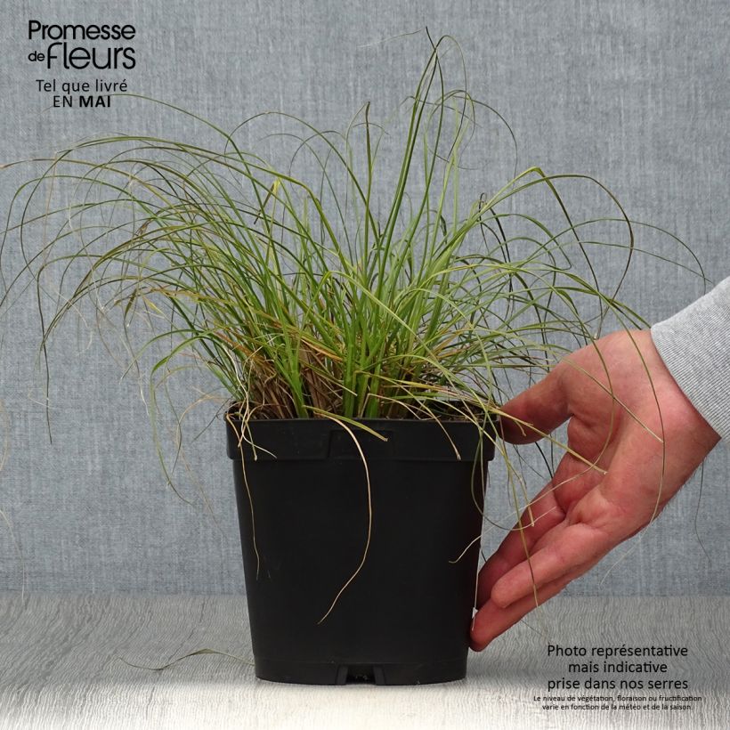 Pennisetum alopecuroides Gelbstiel - Chinese Fountain Grass sample as delivered in spring