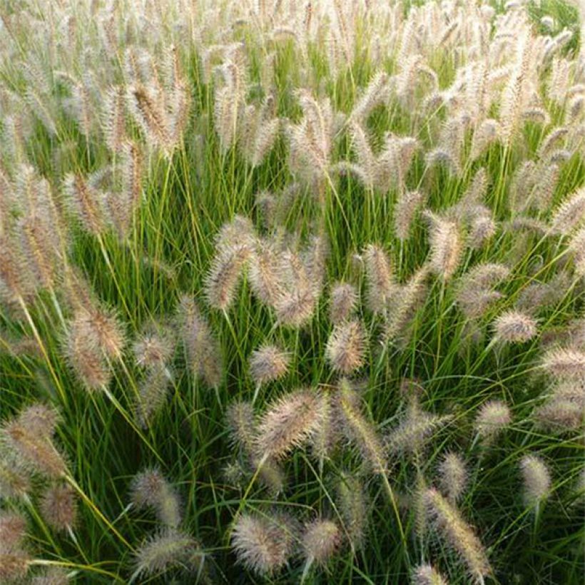 Pennisetum alopecuroides Goldstrich - Chinese Fountain Grass (Flowering)