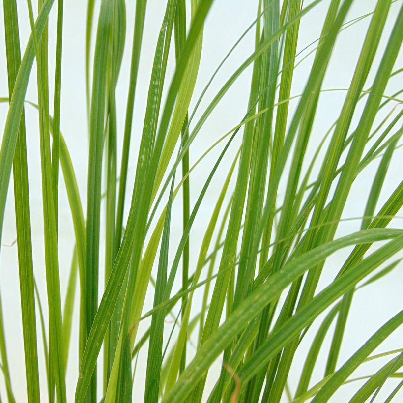 Pennisetum alopecuroides Goldstrich - Chinese Fountain Grass (Foliage)