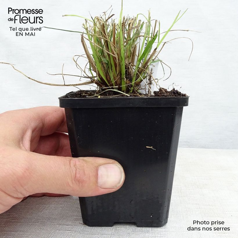 Pennisetum alopecuroides Goldstrich - Chinese Fountain Grass sample as delivered in spring