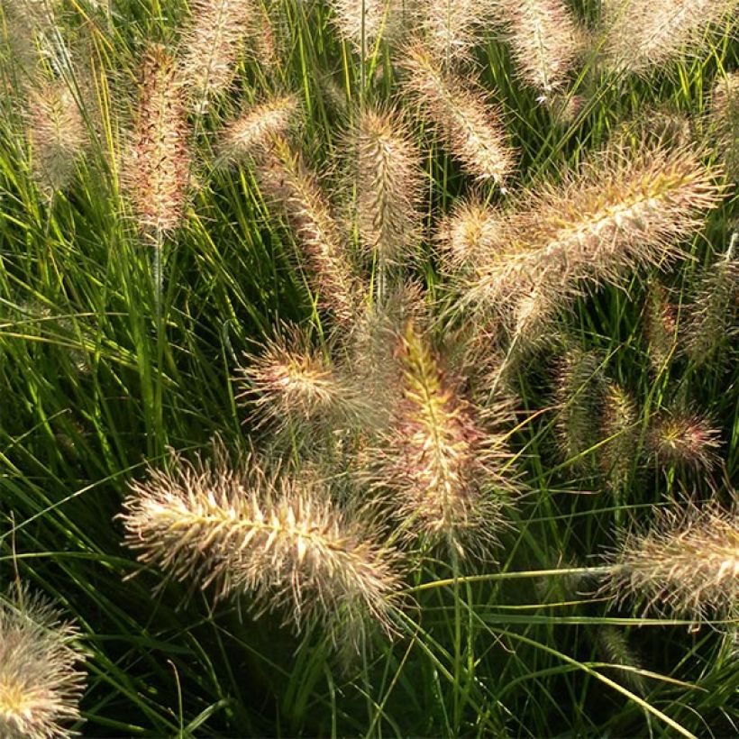 Pennisetum alopecuroides Hameln - Chinese Fountain Grass (Flowering)