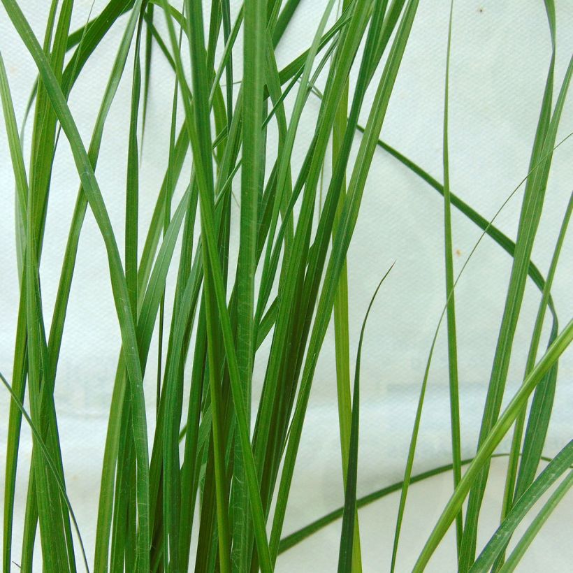 Pennisetum alopecuroides Hameln - Chinese Fountain Grass (Foliage)