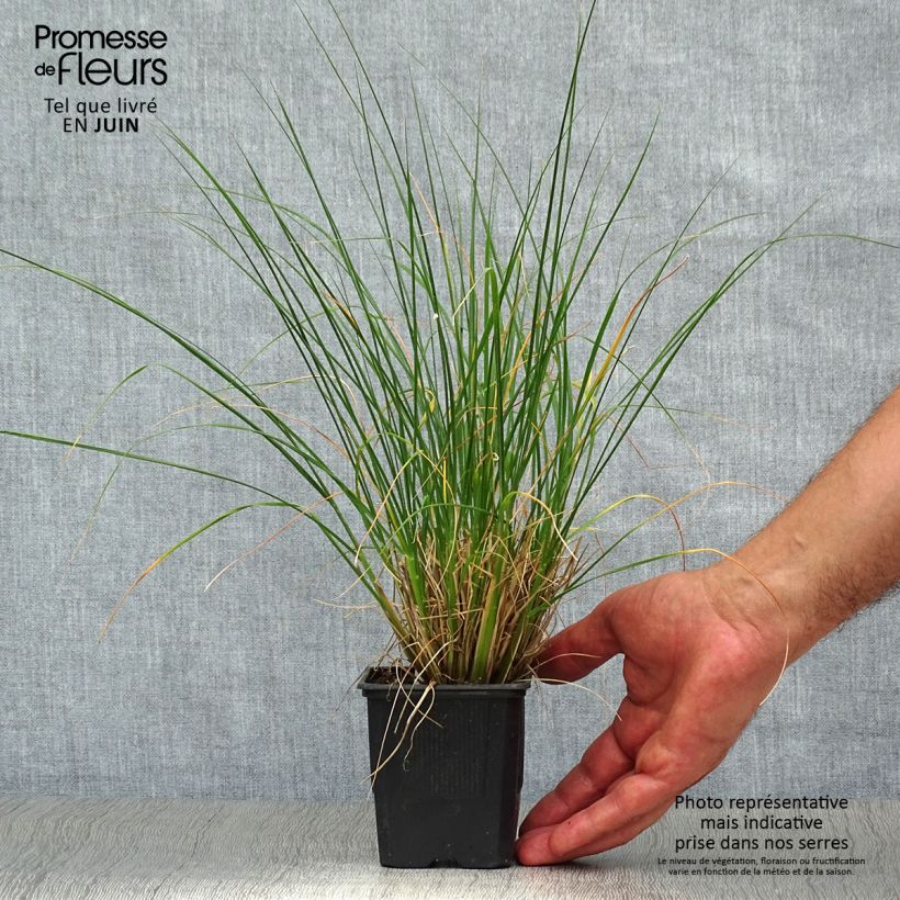 Pennisetum alopecuroides Hameln - Chinese Fountain Grass 8/9 cm pot sample as delivered in summer
