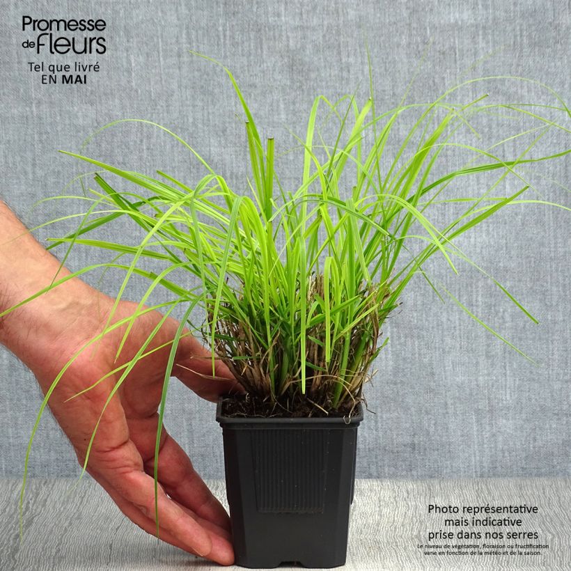 Pennisetum alopecuroides Hameln - Chinese Fountain Grass sample as delivered in spring
