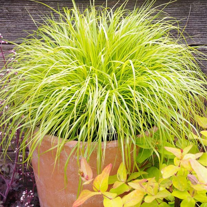 Pennisetum alopecuroïdes Hameln Gold - Chinese Fountain Grass (Plant habit)