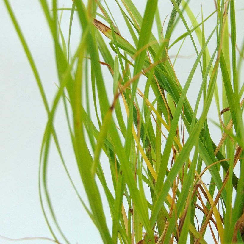 Pennisetum alopecuroïdes Hameln Gold - Chinese Fountain Grass (Foliage)