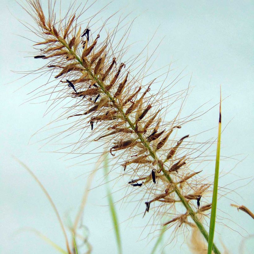 Pennisetum alopecuroïdes Hameln Gold - Chinese Fountain Grass (Flowering)
