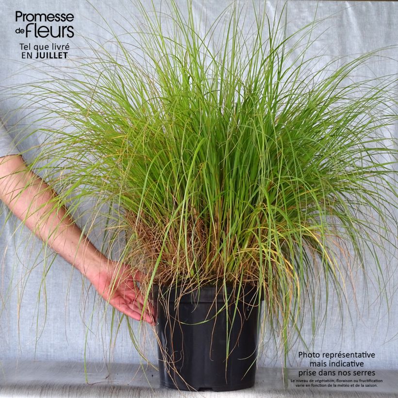 Pennisetum alopecuroides Hameln - Chinese Fountain Grass 7.5L/10L pot sample as delivered in summer