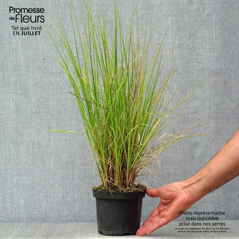 Pennisetum alopecuroides Hameln - Chinese Fountain Grass 1L/1.5L pot sample as delivered in summer