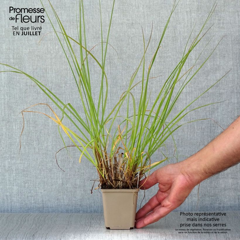 Pennisetum alopecuroides Herbstzauber - Chinese Fountain Grass 8/9 cm pot sample as delivered in summer
