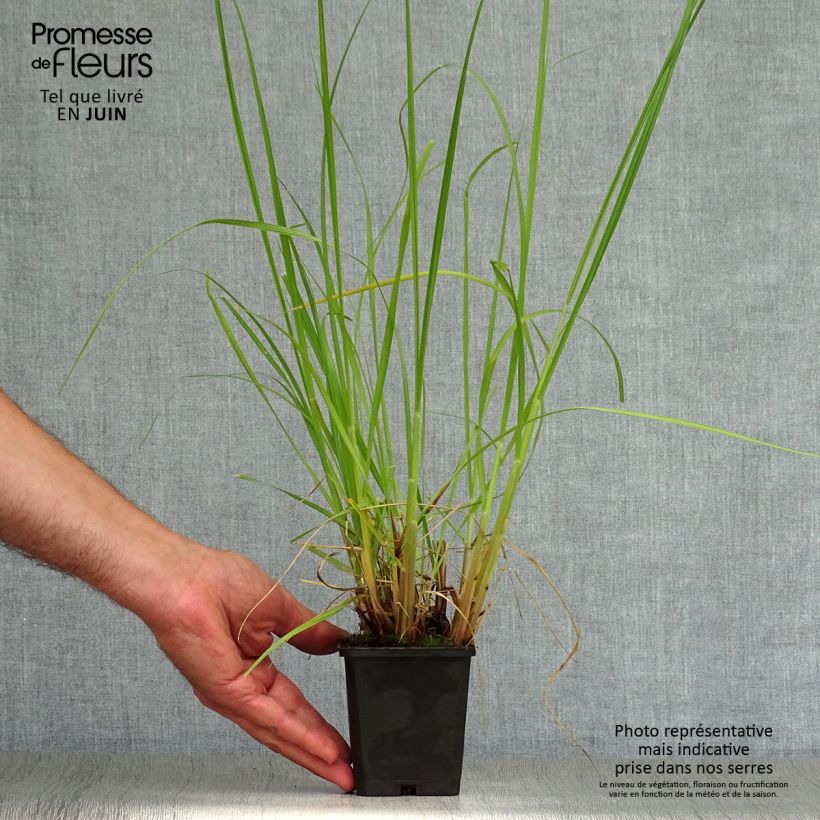 Pennisetum alopecuroïdes Japonicum - Chinese Fountain Grass 8/9 cm pot sample as delivered in summer