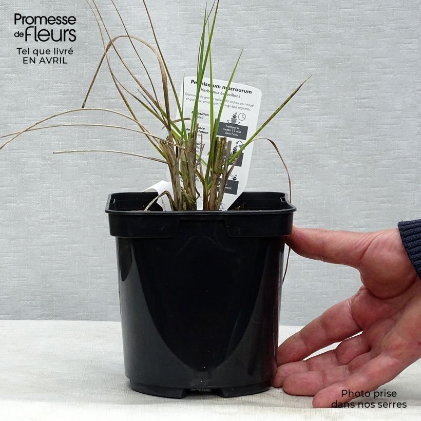 Pennisetum alopecuroïdes Japonicum - Chinese Fountain Grass sample as delivered in spring