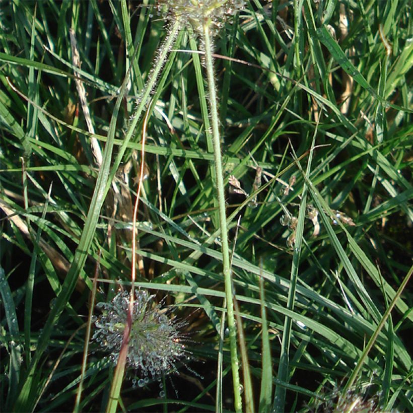 Pennisetum alopecuroïdes Little Bunny - Chinese Fountain Grass (Foliage)
