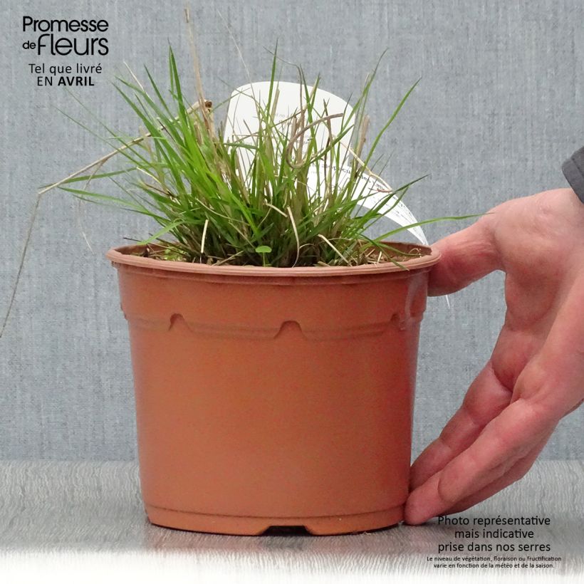 Pennisetum alopecuroïdes Little Bunny - Chinese Fountain Grass sample as delivered in spring