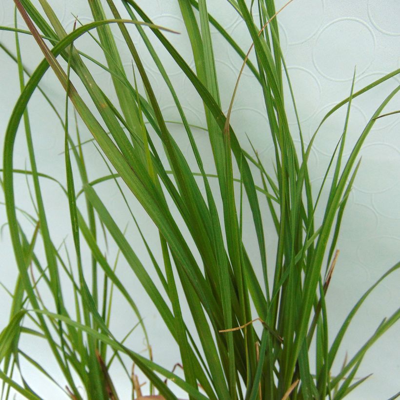 Pennisetum alopecuroïdes Magic (Foliage)