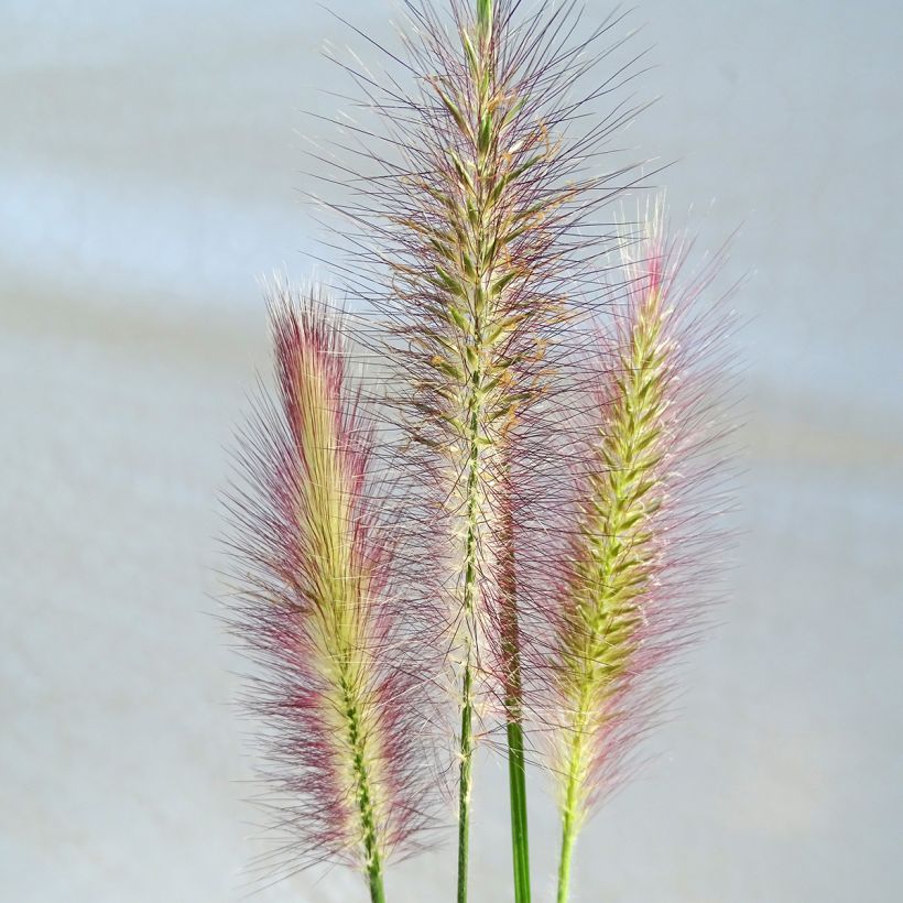 Pennisetum alopecuroïdes Magic (Flowering)