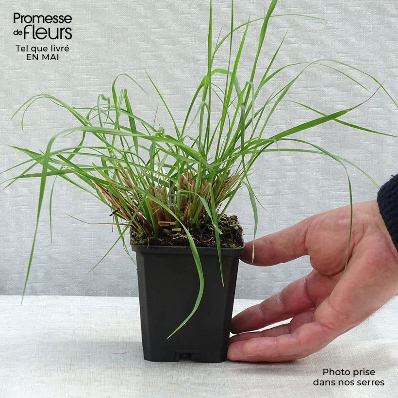 Pennisetum alopecuroïdes Magic sample as delivered in spring