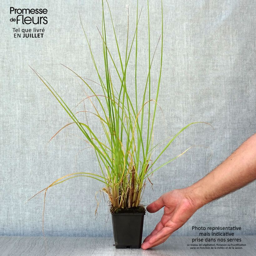Pennisetum alopecuroïdes Magic 8/9 cm pot sample as delivered in summer