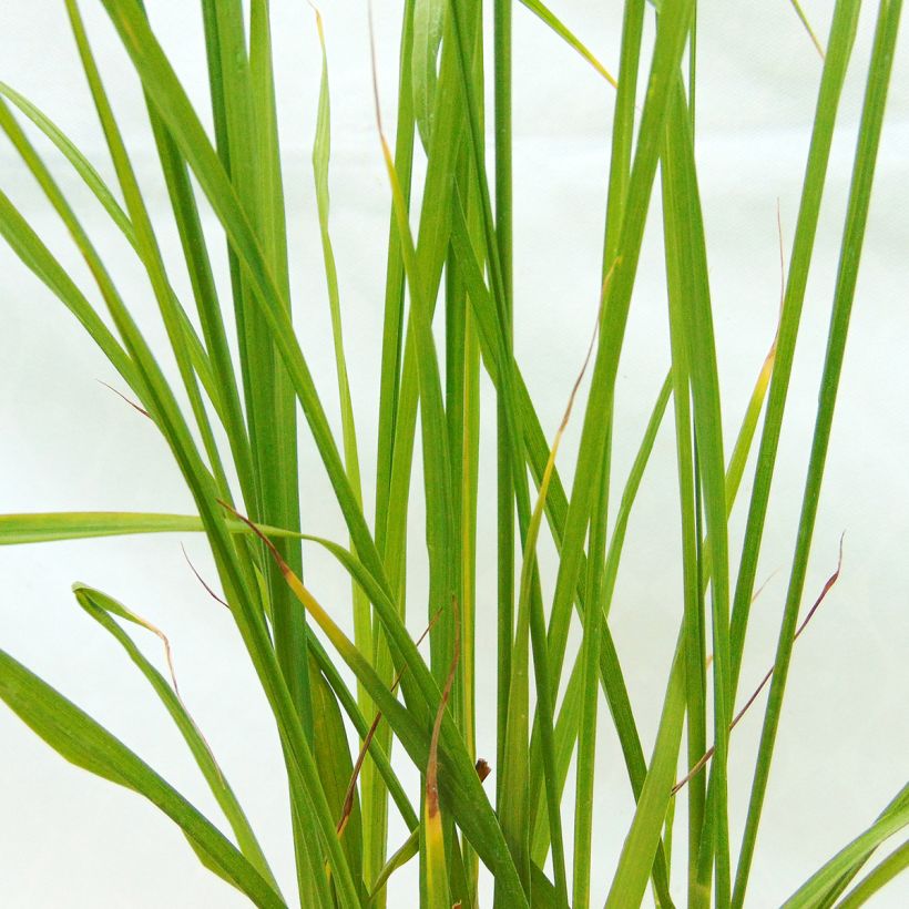 Pennisetum alopecuroïdes Moudry - Chinese Fountain Grass (Foliage)