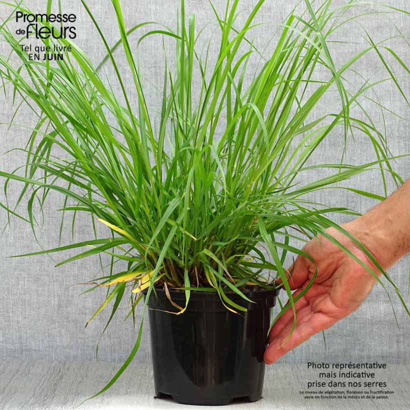 Pennisetum alopecuroïdes Moudry - Chinese Fountain Grass 2L/3L pot sample as delivered in summer