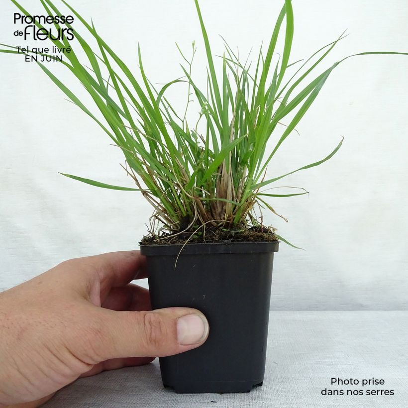 Pennisetum alopecuroïdes Moudry - Chinese Fountain Grass 8/9 cm pot sample as delivered in summer