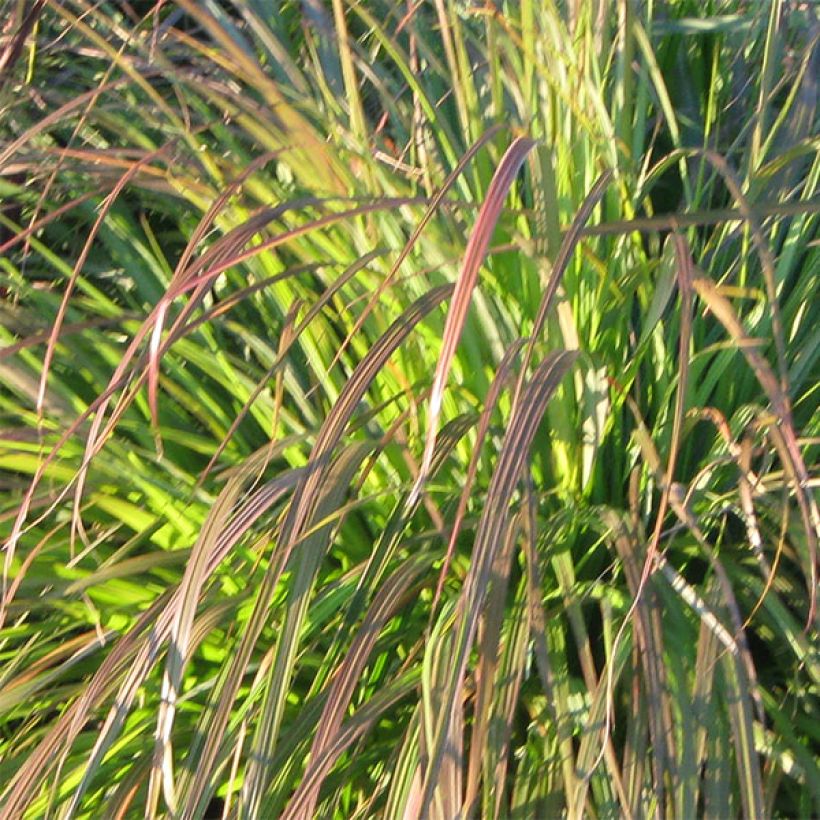 Pennisetum alopecuroïdes National Arboretum - Chinese Fountain Grass (Foliage)
