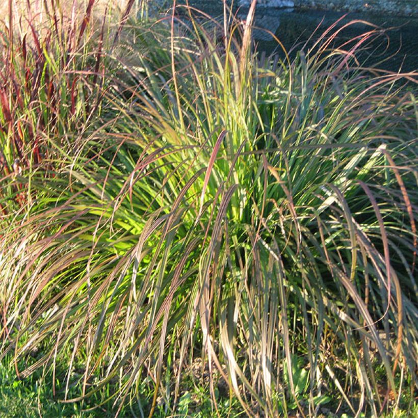 Pennisetum alopecuroïdes National Arboretum - Chinese Fountain Grass (Plant habit)