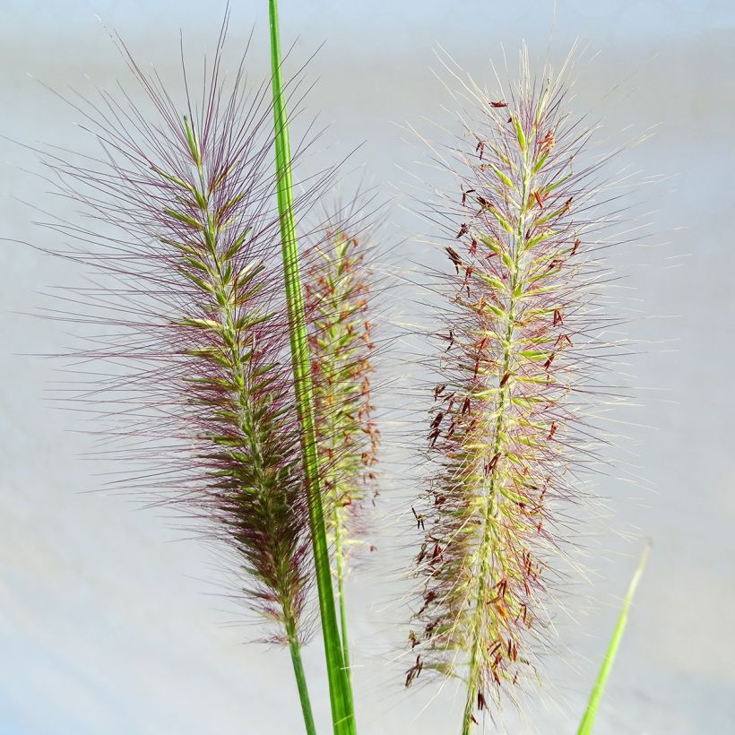 Pennisetum alopecuroïdes National Arboretum - Chinese Fountain Grass (Flowering)