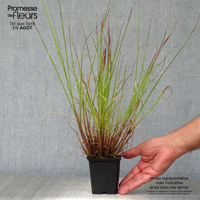 Pennisetum alopecuroides f. viridescens - Chinese Fountain Grass 8/9 cm pot sample as delivered in summer