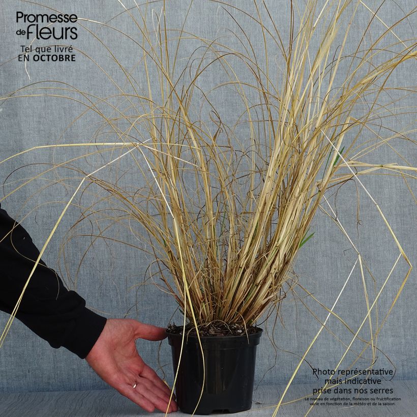 Pennisetum alopecuroides f. viridescens - Chinese Fountain Grass 2L/3L pot sample as delivered in autumn