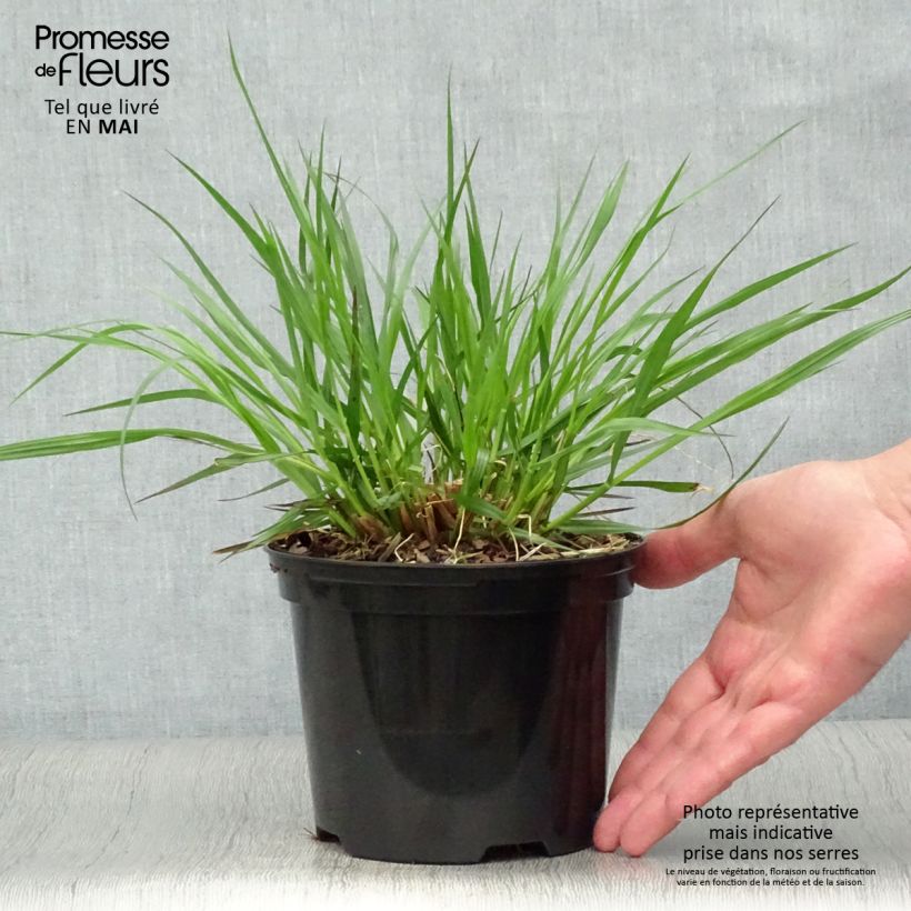 Pennisetum alopecuroides f. viridescens - Chinese Fountain Grass sample as delivered in spring