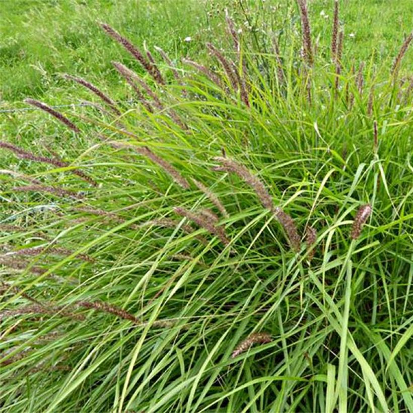 Pennisetum incomptum (Flowering)