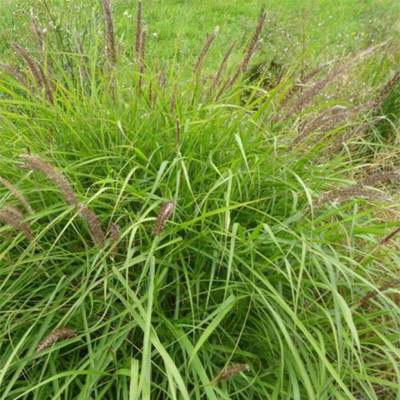 Pennisetum incomptum (Plant habit)