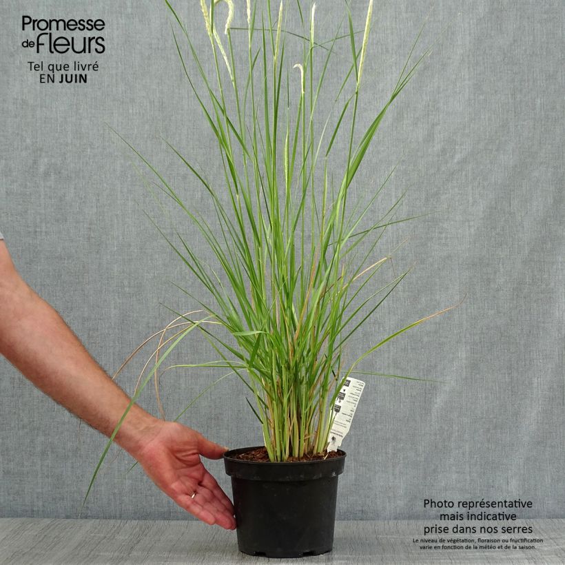 Pennisetum macrourum - African feather Grass 2L/3L pot sample as delivered in summer
