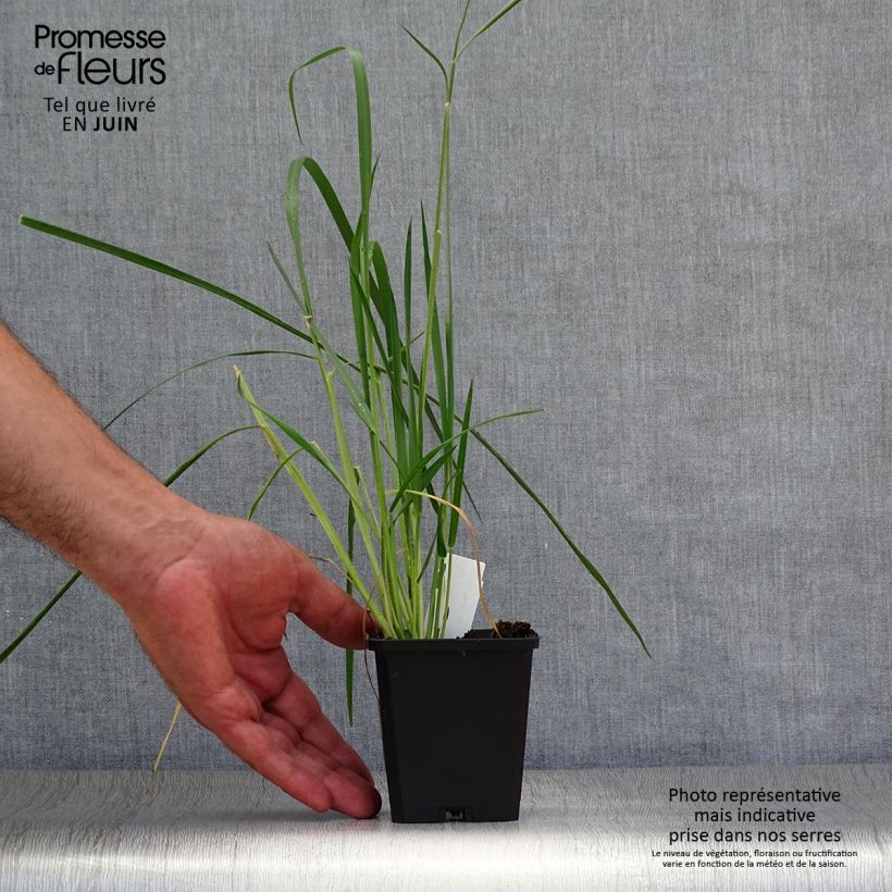 Pennisetum macrourum - African feather Grass 8/9 cm pot sample as delivered in summer