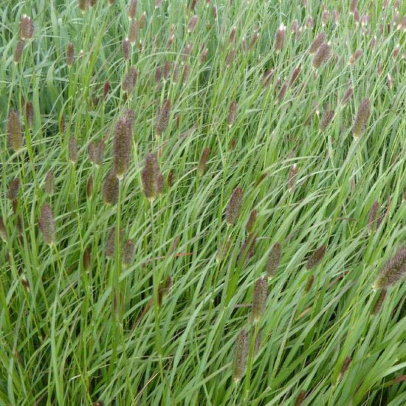 Pennisetum massaicum Red Button - African feather Grass (Flowering)