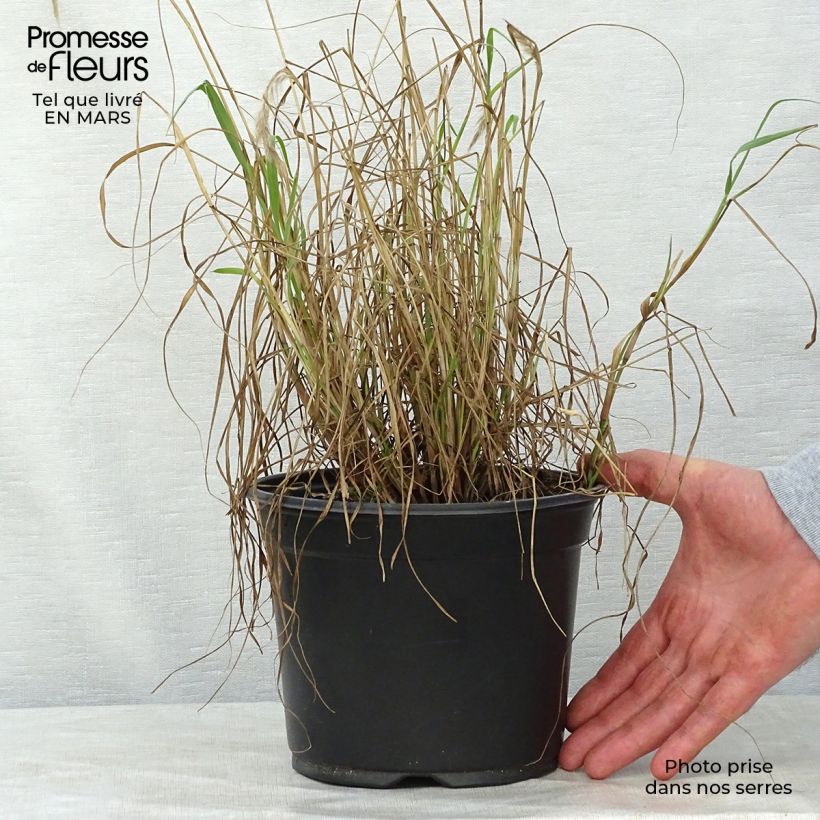 Pennisetum orientale - Oriental Fountain Grass sample as delivered in spring
