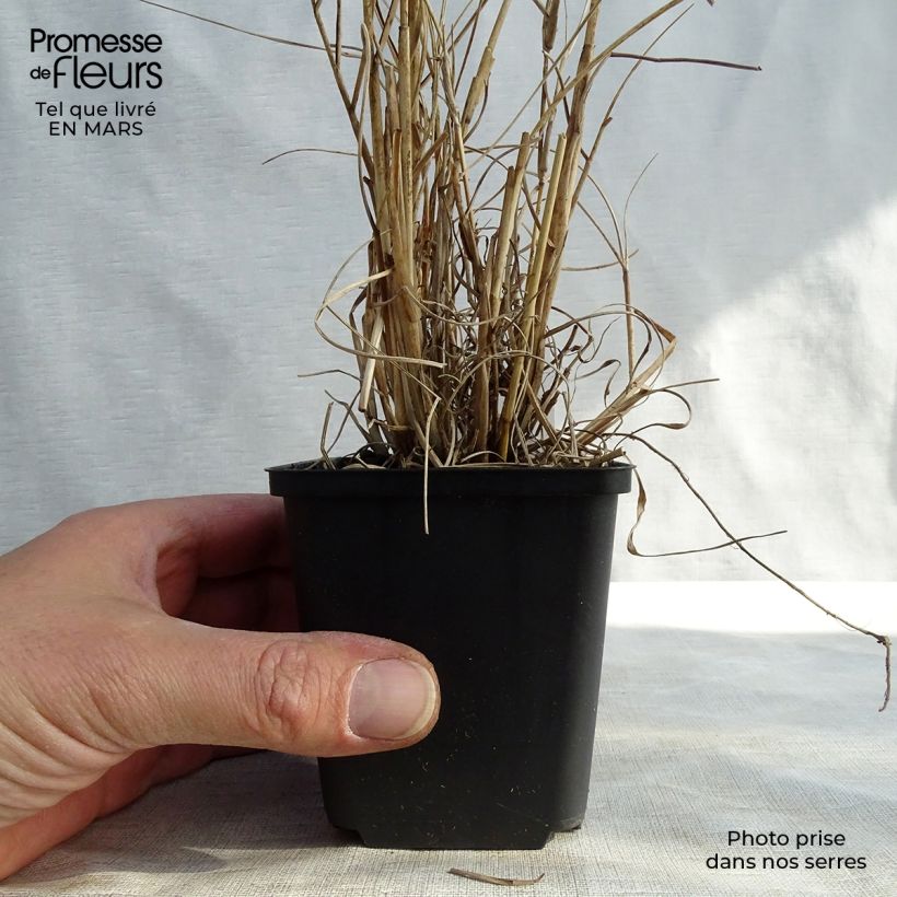 Pennisetum orientale Fairy Tails - Oriental Fountain Grass sample as delivered in spring