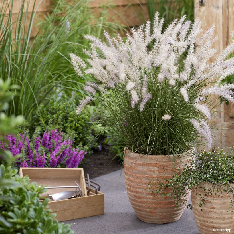 Pennisetum orientale JS Dance With Me - Oriental Fountain Grass (Plant habit)