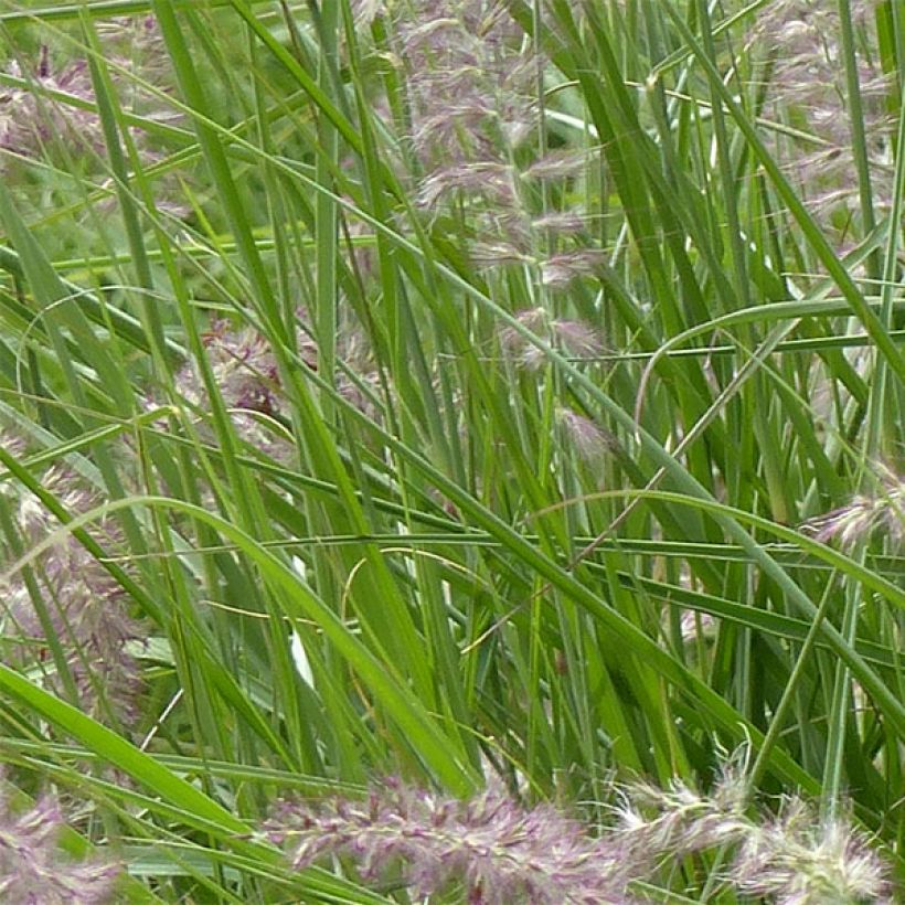 Pennisetum orientale Karley Rose - Oriental Fountain Grass (Foliage)