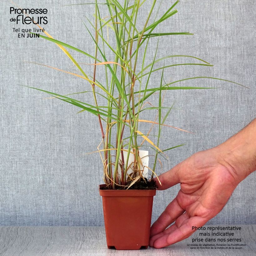 Pennisetum orientale Karley Rose - Oriental Fountain Grass 8/9 cm pot sample as delivered in summer
