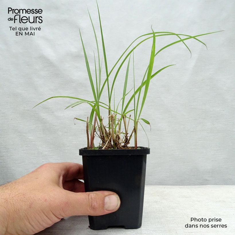 Pennisetum orientale Karley Rose - Oriental Fountain Grass sample as delivered in spring