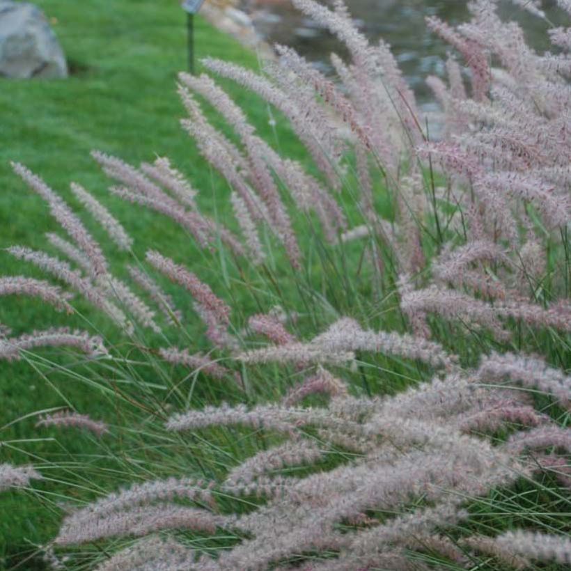 Pennisetum orientale Shogun - Oriental Fountain Grass (Flowering)