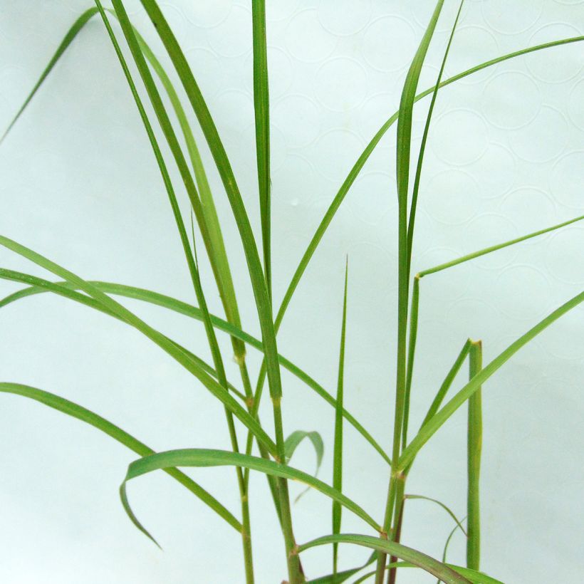 Pennisetum orientale Shogun - Oriental Fountain Grass (Foliage)