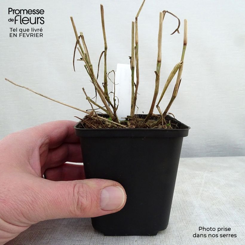Pennisetum orientale Shogun - Oriental Fountain Grass sample as delivered in winter