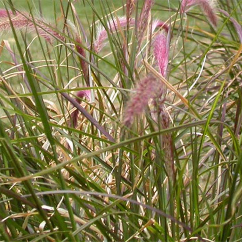 Pennisetum setaceum (Foliage)