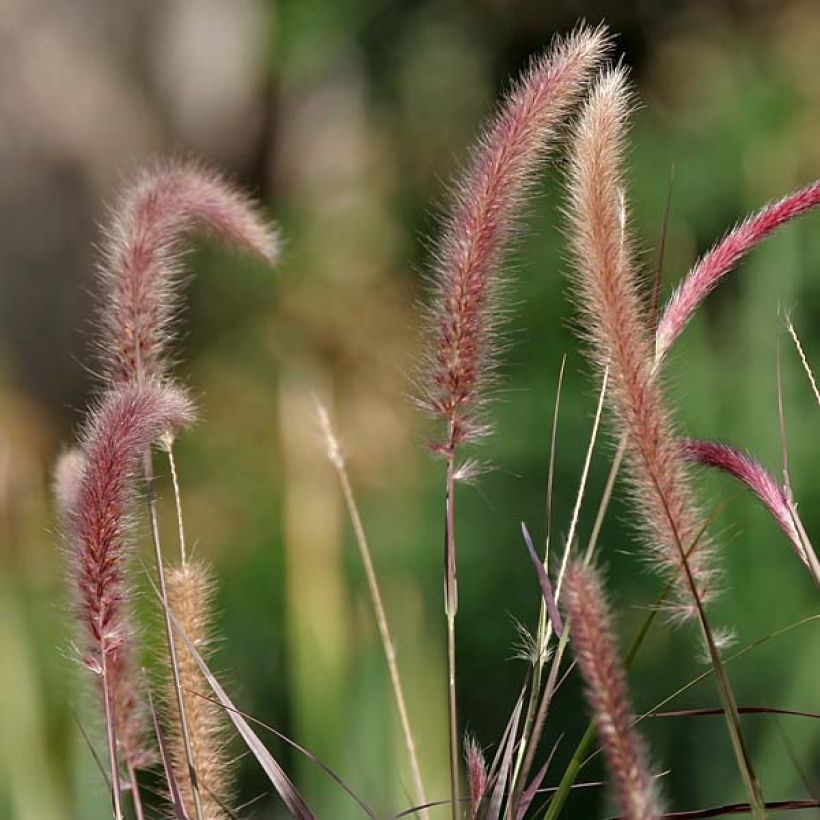 Pennisetum setaceum (Flowering)