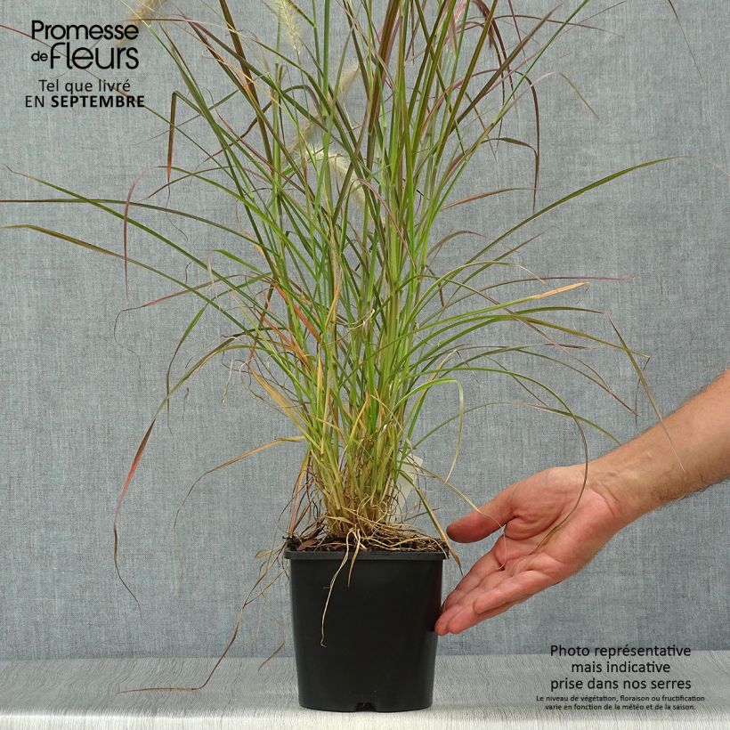 Pennisetum setaceum Firework 2L/3L pot sample as delivered in autumn